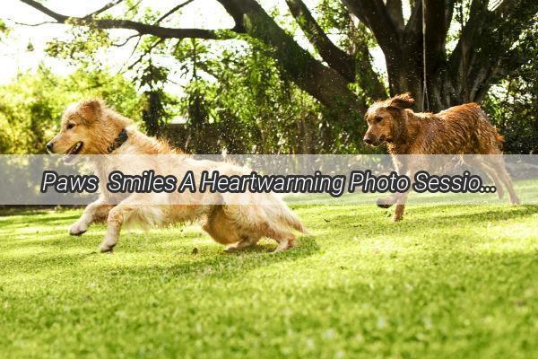 Paws  Smiles A Heartwarming Photo Session Between a Dog and Their Little Buddy